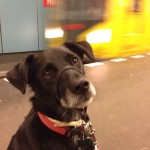 Dog on the subway